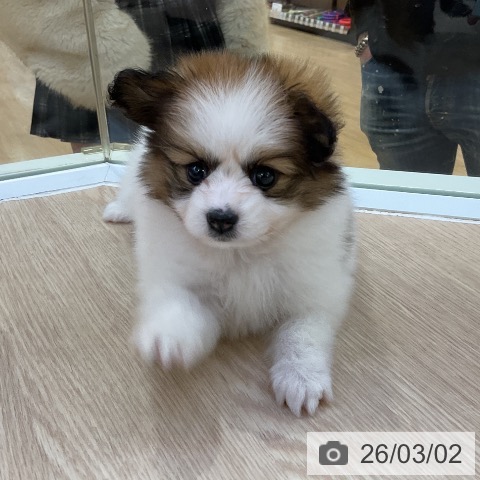 パピヨンの写真