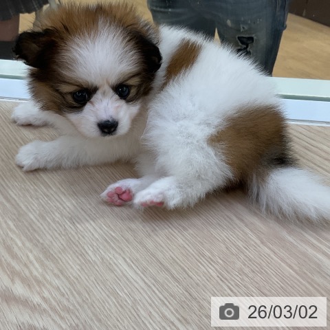 パピヨンの写真