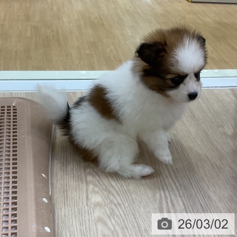 パピヨンの写真