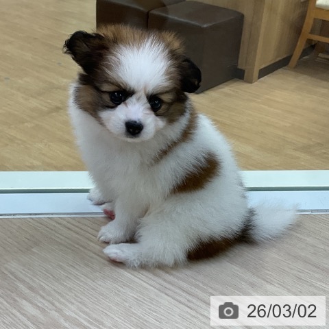 パピヨンの写真