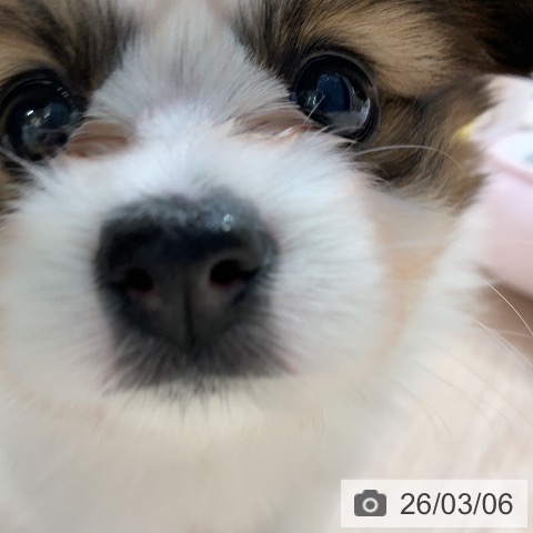 愛知県のパピヨン (ペットプラス ナゴヤドーム前店/2025年12月30日生まれ/女の子/ホワイトブラウン)の子犬の3枚目の画像