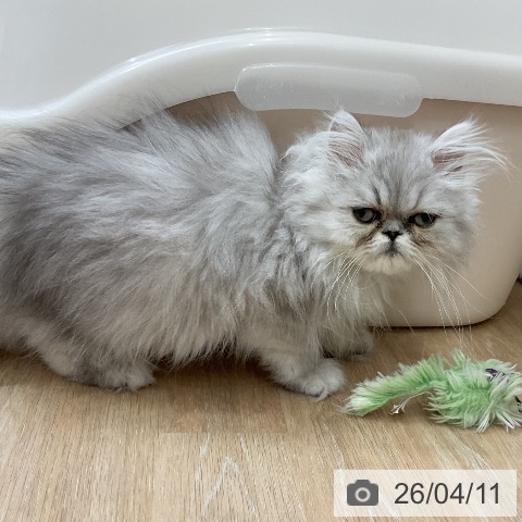 ペルシャの写真