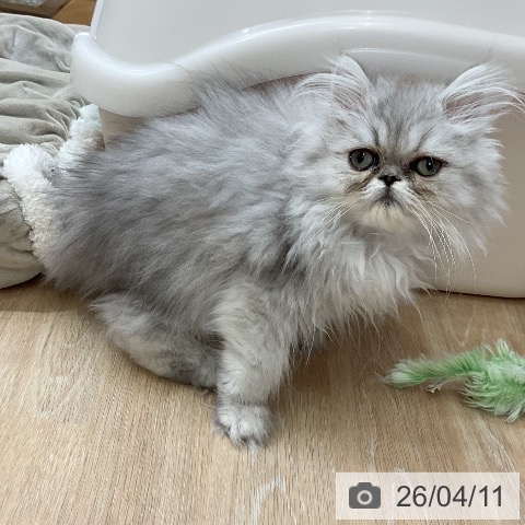 ペルシャの写真