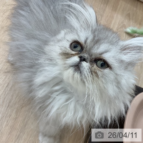 ペルシャの写真