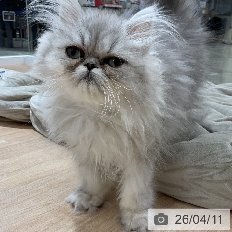 ペルシャの写真