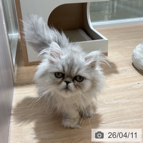 ペルシャの写真