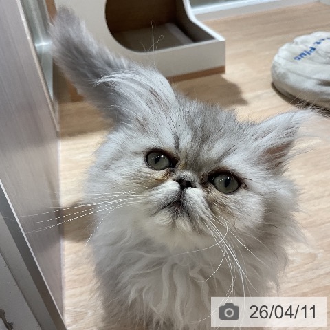 ペルシャの写真