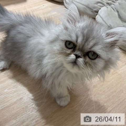 ペルシャの写真