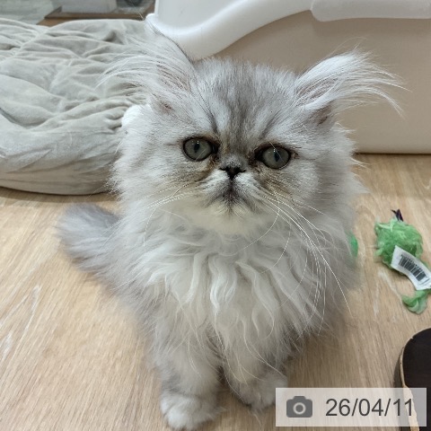 ペルシャの写真