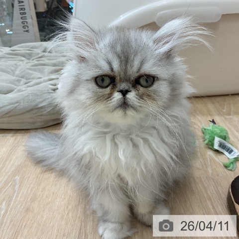 ペルシャの写真