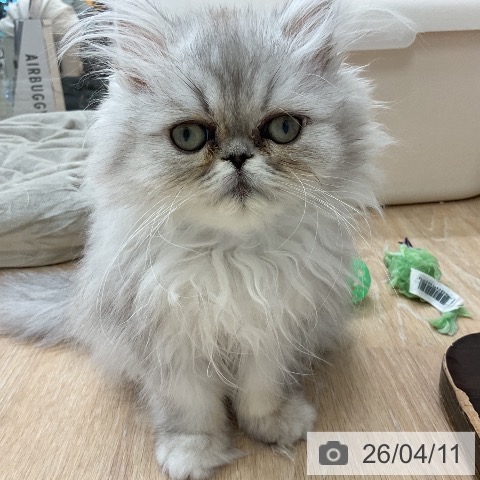 ペルシャの写真