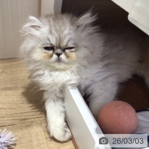 岐阜県のペルシャ (ペットプラス 各務原店/2026年1月1日生まれ/男の子/シェーデットシルバー)の子猫の4枚目の画像