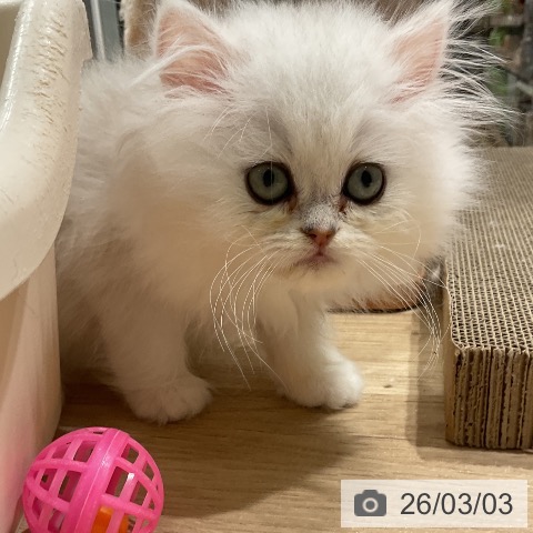 ペルシャの写真