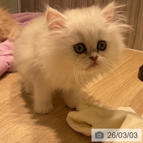 ペルシャの写真