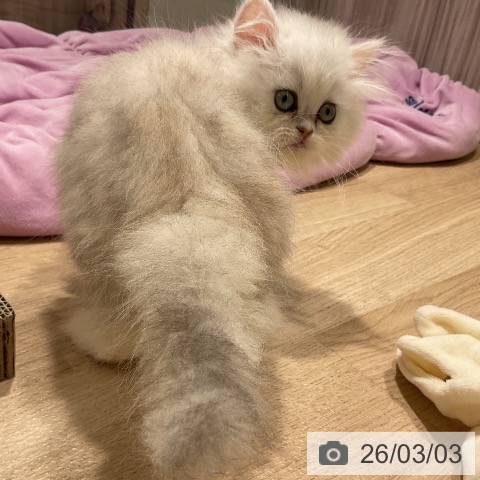 ペルシャの写真