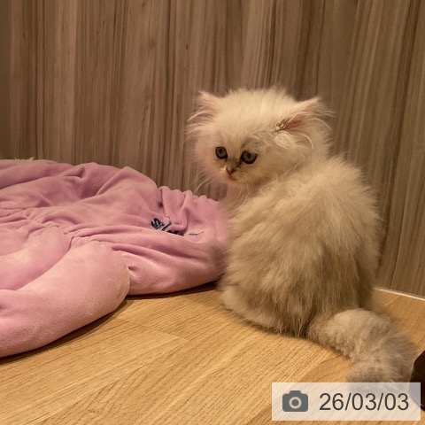 ペルシャの写真