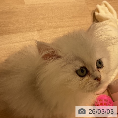 ペルシャの写真