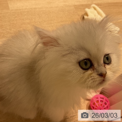 ペルシャの写真