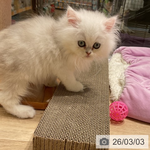 ペルシャの写真