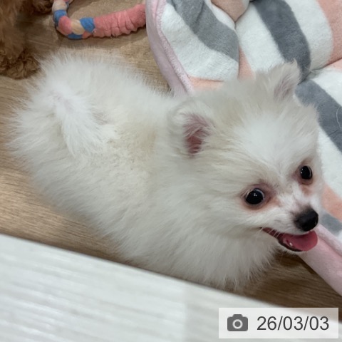 ポメラニアンの写真