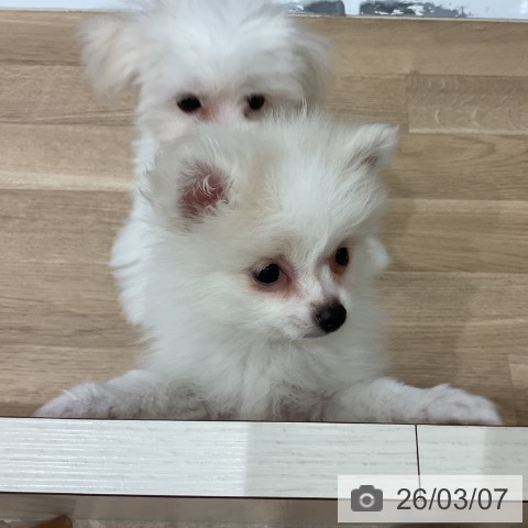 愛知県のポメラニアン (ペットプラス 東浦店/2025年12月27日生まれ/男の子/クリーム)の子犬の4枚目の画像