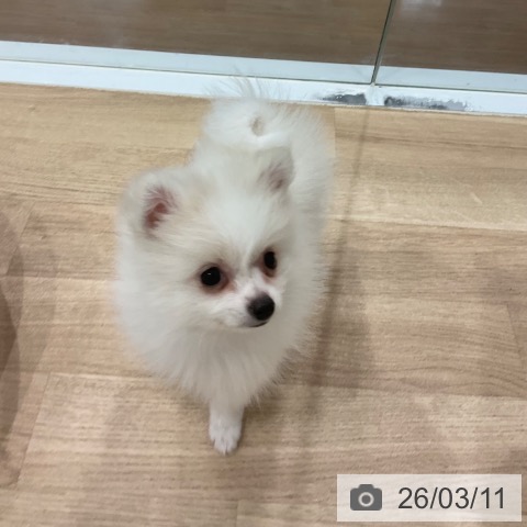 愛知県のポメラニアン (ペットプラス 東浦店/2025年12月27日生まれ/男の子/クリーム)の子犬の3枚目の画像