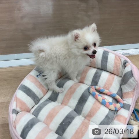 愛知県のポメラニアン (ペットプラス 東浦店/2025年12月27日生まれ/男の子/クリーム)の子犬の4枚目の画像
