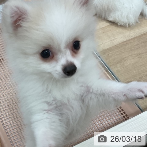 愛知県のポメラニアン (ペットプラス 東浦店/2025年12月27日生まれ/男の子/クリーム)の子犬の3枚目の画像