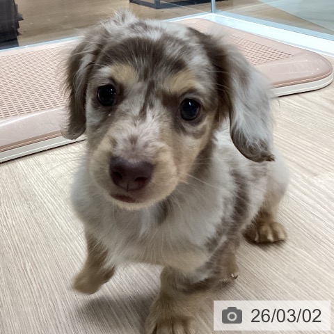 ミニチュア・ダックスフンドの写真