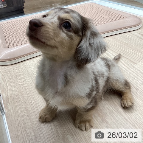 ミニチュア・ダックスフンドの写真