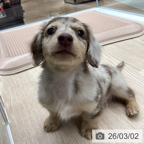 ミニチュア・ダックスフンドの写真