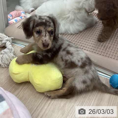 ミニチュア・ダックスフンドの写真