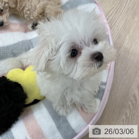 愛知県のマルチーズ (ペットプラス ナゴヤドーム前店/2025年12月19日生まれ/男の子/ホワイト)の子犬の4枚目の画像
