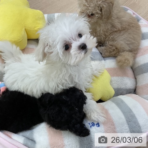 愛知県のマルチーズ (ペットプラス ナゴヤドーム前店/2025年12月19日生まれ/男の子/ホワイト)の子犬の3枚目の画像