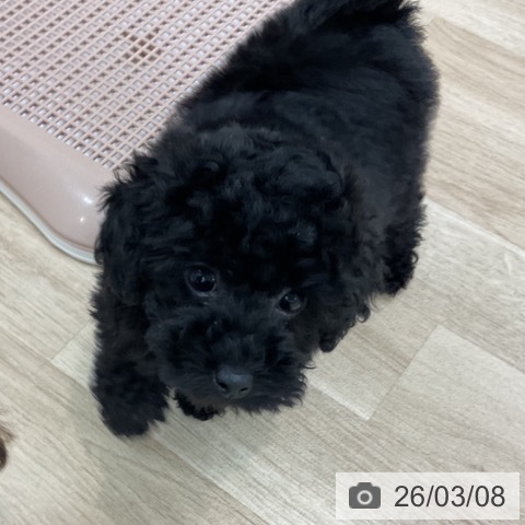 愛知県のトイプードル(トイ) (ペットプラス みなと店/2025年12月29日生まれ/男の子/ブラック)の子犬の4枚目の画像