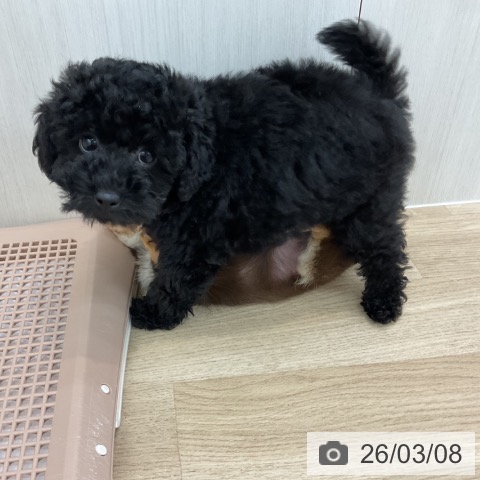 愛知県のトイプードル(トイ) (ペットプラス みなと店/2025年12月29日生まれ/男の子/ブラック)の子犬の3枚目の画像