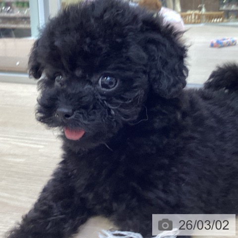 トイ・プードルの写真