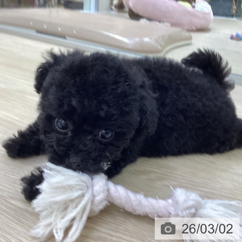 トイ・プードルの写真