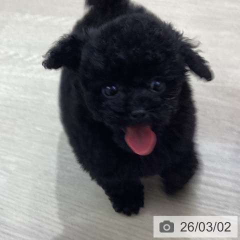 トイ・プードルの写真