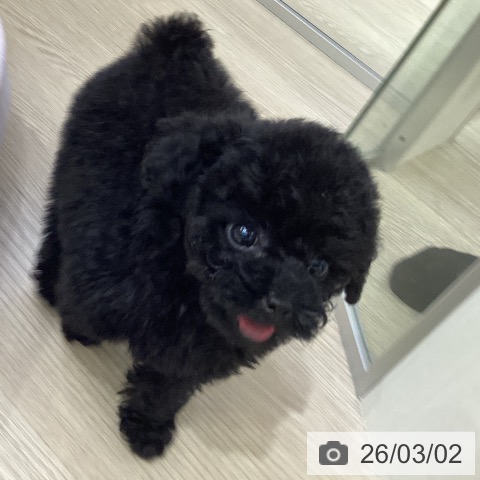 トイ・プードルの写真