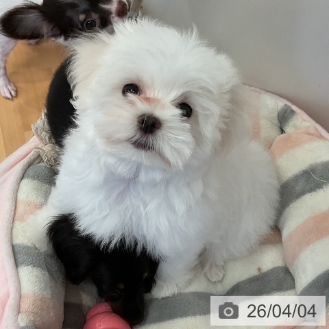 三重県のマルチーズ (ペットプラス 東員店/2026年1月1日生まれ/男の子/ホワイト)の子犬の4枚目の画像