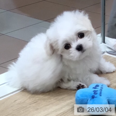 マルチーズの写真