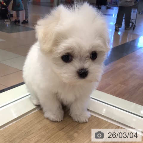 マルチーズの写真