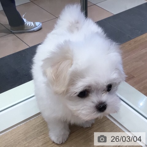 マルチーズの写真