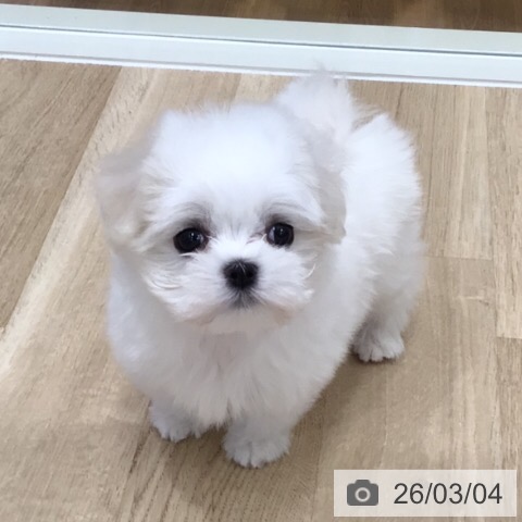 マルチーズの写真