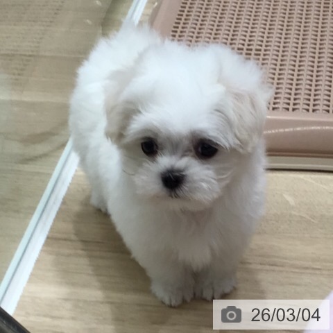 マルチーズの写真