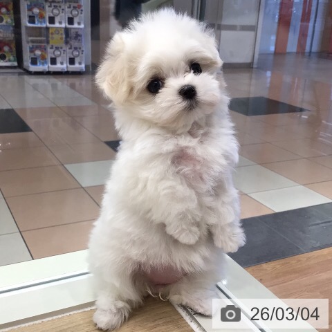 マルチーズの写真