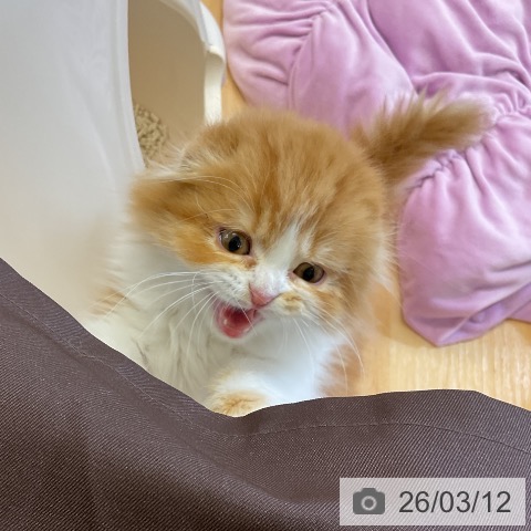 愛知県のスコティッシュフォールド (ペットプラス mozoワンダーシティ店/2025年12月24日生まれ/男の子/レッドタビーホワイト)の子猫の4枚目の画像