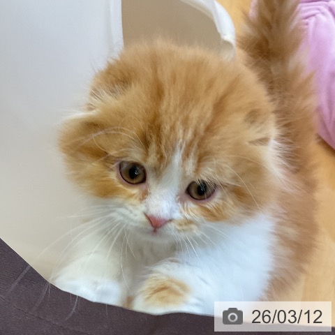 愛知県のスコティッシュフォールド (ペットプラス mozoワンダーシティ店/2025年12月24日生まれ/男の子/レッドタビーホワイト)の子猫の3枚目の画像