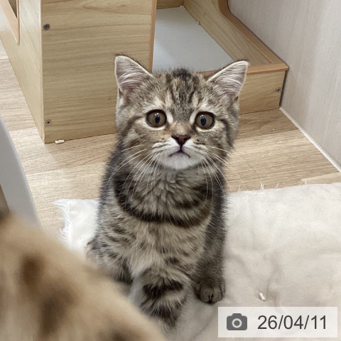 スコティッシュフォールドの写真